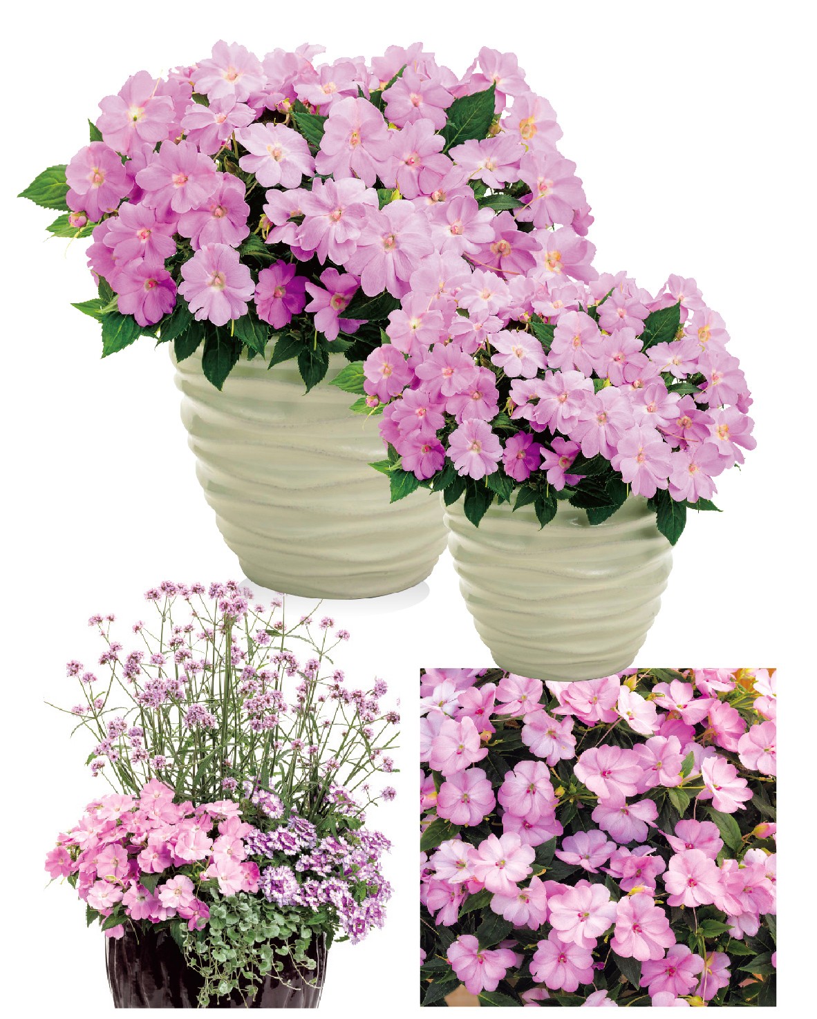 1610070203747405.jpg 2021Äê¶ÈÖ²Îï_.jpg