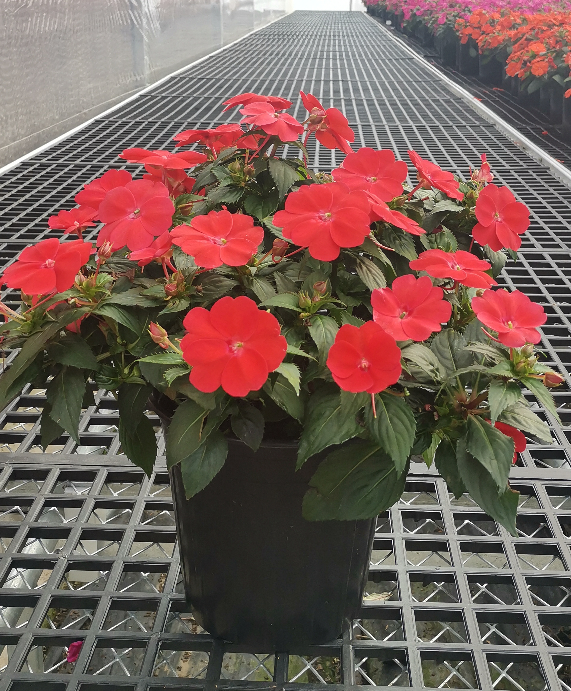 1622426003829536.jpg 9É£Ýí˹ÐɺìÉ«248.jpg